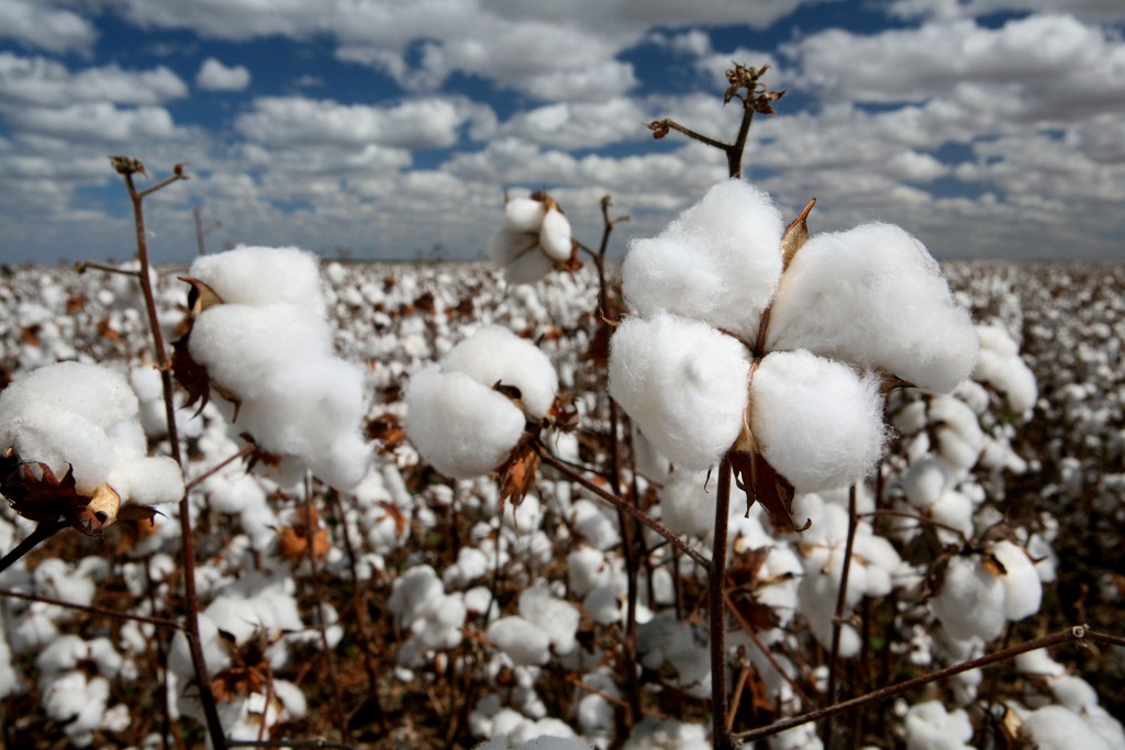 cotton field in contrast with blue sky